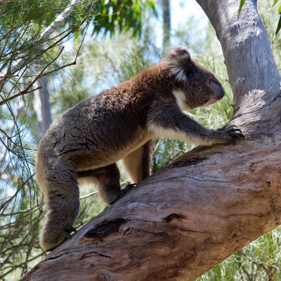 Koala walking on tree branch.