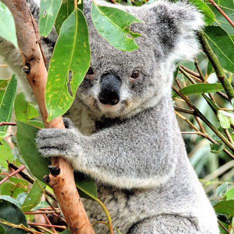 Koala hiding in leaves.