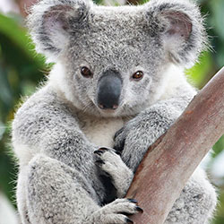 Koala Bear sitting in a tree