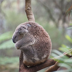 ella, the Koala in a tree