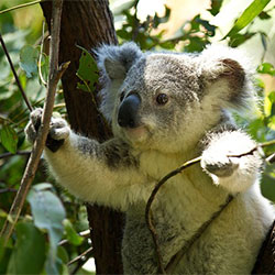 grant, the Koala in a tree reaching for a leaf