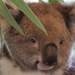jams, the Koala relaxing