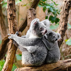 jilley, and baby Koala sitting in a tree looking away from camera