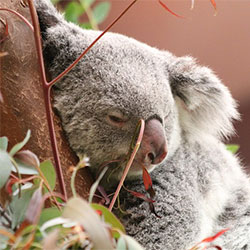 cici, the Koala realxing and laying on a tree branch