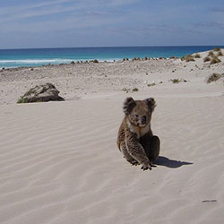 lucy, the Koala on the beach