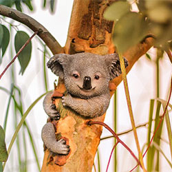 miffy, the Koala hugging a tree