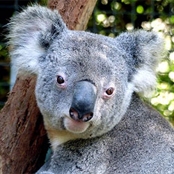 niley, the Koala looking at the camera sitting on a tree branch