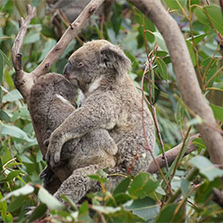 nooka, and baby koala hugging while sitting on a tree brach