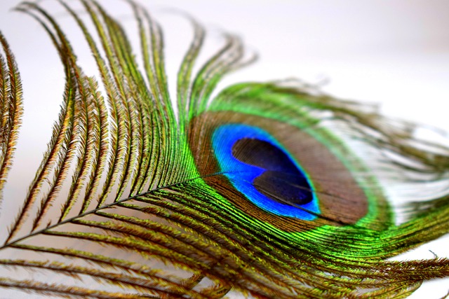 A peacock feather
